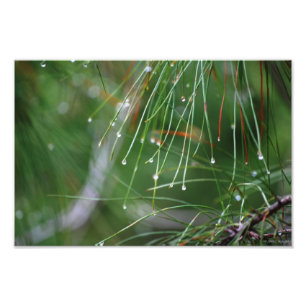 Pine Needles After the Rain photo print