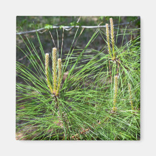 Pine Needles by Kenneth Yoncich Magnet