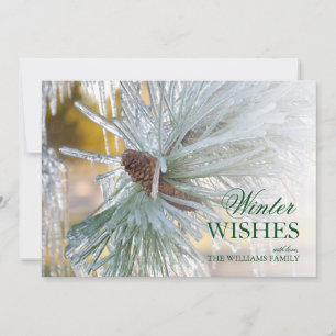 Pine needles Encased in Ice