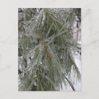 Pine Needles in Ice Holiday Postcard