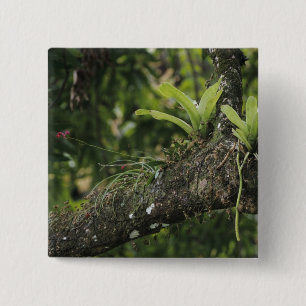 Pine Pink, Bletia purpurea, blooming on Mango 15 Cm Square Badge