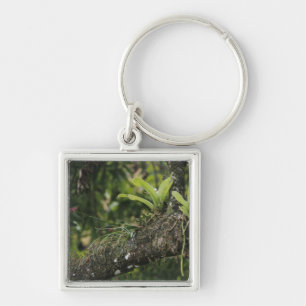 Pine Pink, Bletia purpurea, blooming on Mango Key Ring