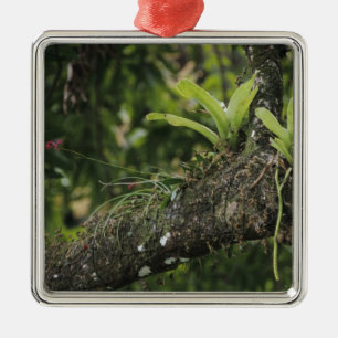 Pine Pink, Bletia purpurea, blooming on Mango Metal Tree Decoration
