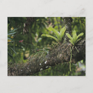Pine Pink, Bletia purpurea, blooming on Mango Postcard