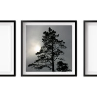 Pine Silhouette Cloudy Sun Photography