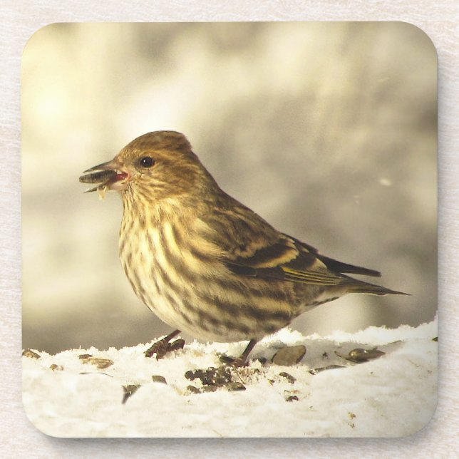 Pine Siskin Coaster (Front)