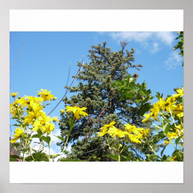 Pine, Sky and Sunflowers Poster (Front)