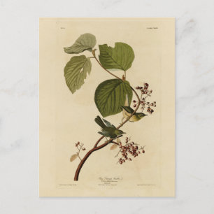 Pine Swamp Warbler from Audubon's Birds of America Postcard