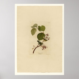 Pine Swamp Warbler Poster