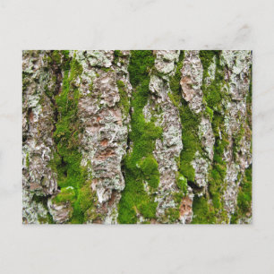 Pine Tree Bark With Moss Postcard