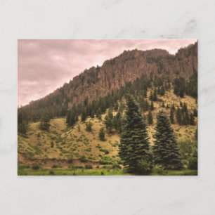 pine tree beauty postcard