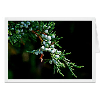 Pine Tree Branch