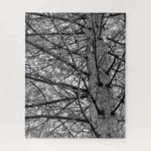 Pine Tree Branches in Black and White
