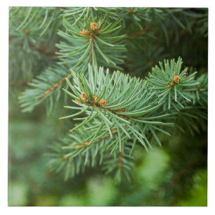 Pine tree closeup ceramic tile