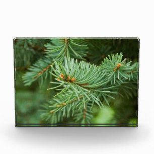 Pine tree closeup photo block