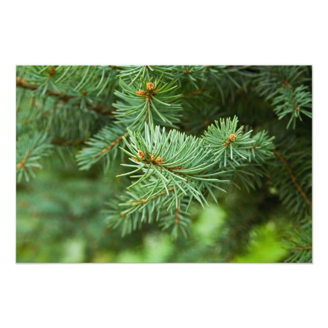 Pine tree closeup photo print (Front)