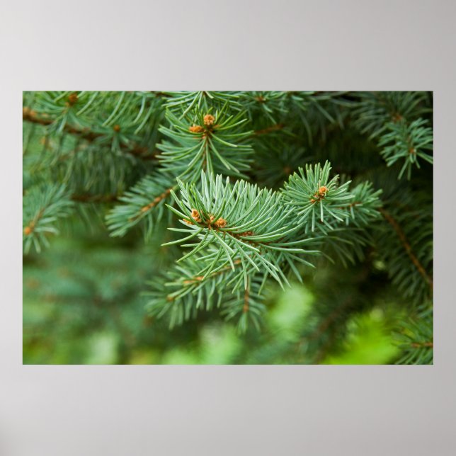 Pine tree closeup poster (Front)
