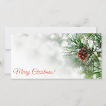 Pine tree covered with snow