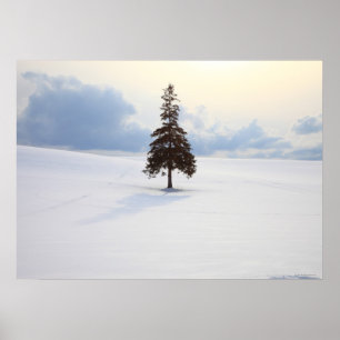 Pine tree, Hokkaido Poster