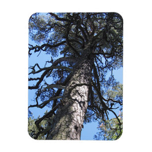 Pine Tree in Blue Sky, Palanga, LITHUANIA - Magnet