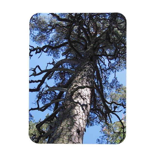 Pine Tree in Blue Sky, Palanga, LITHUANIA - Magnet (Vertical)