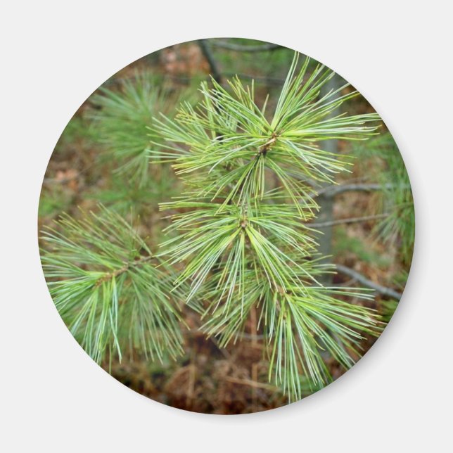 Pine Tree magnet (Front)