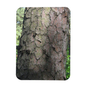 Pine Tree, Palanga Botanical Garden, LITHUANIA – Magnet