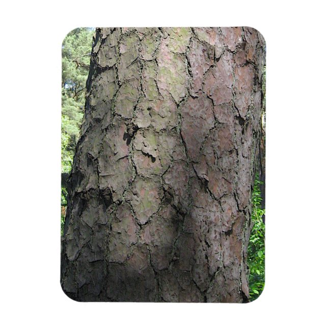 Pine Tree, Palanga Botanical Garden, LITHUANIA – Magnet (Vertical)