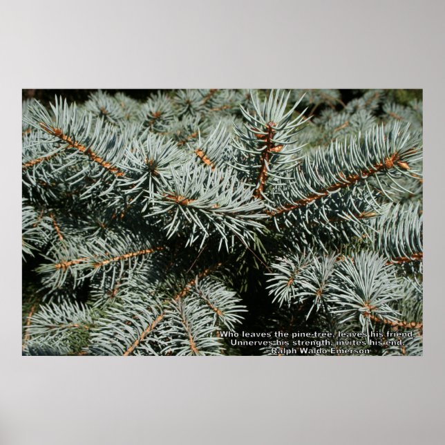 Pine tree poster (Front)