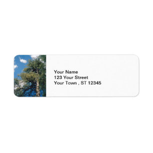 Pine Tree Return Address Label