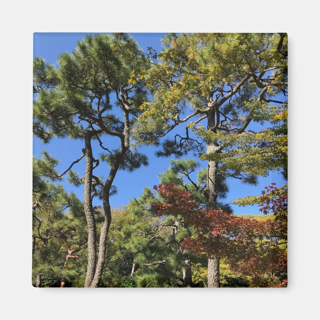 Pine Trees in Autumn Sky Magnet (Front)