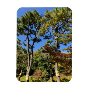 Pine Trees in Autumn Sky Magnet