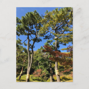 Pine Trees in Autumn Sky Postcard