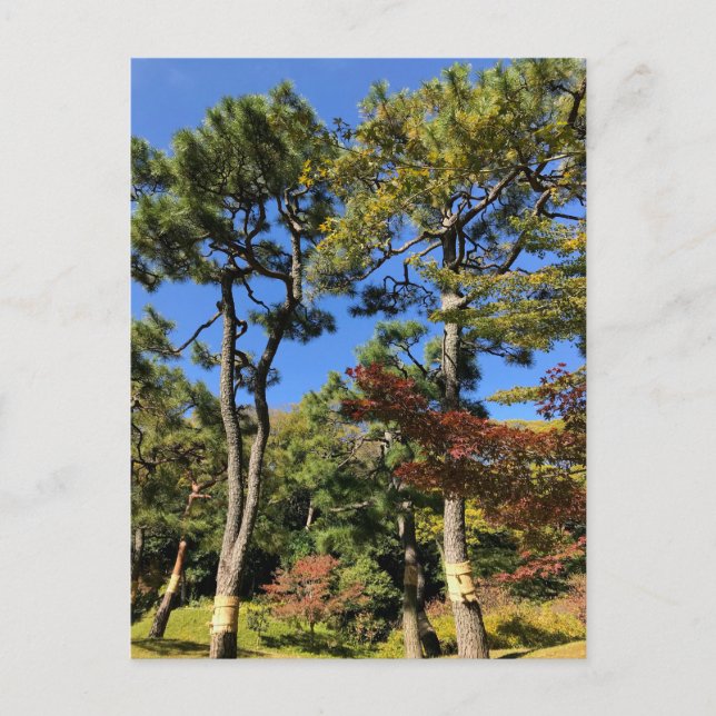 Pine Trees in Autumn Sky Postcard (Front)