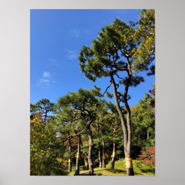 Pine Trees in Autumn Sky Poster (Front)
