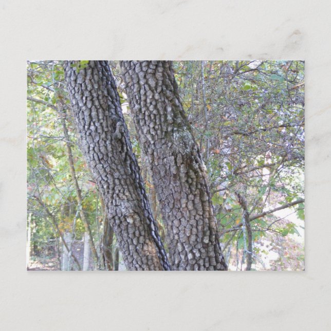 Pine Trees Postcard (Front)