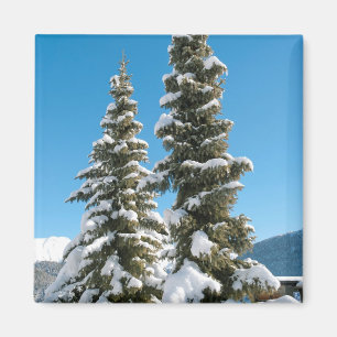 Pine trees under the Snow Magnet