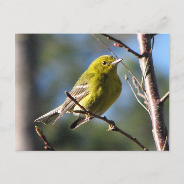Pine Warbler in Cherry Postcard (Front)