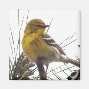 Pine Warbler Magnet