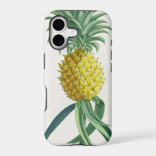 Pineapple engraved by Johann Jakob Haid (1704-67)