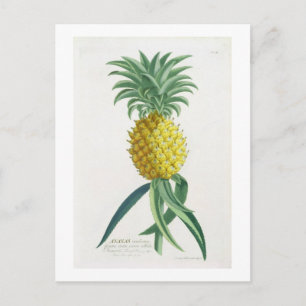 Pineapple engraved by Johann Jakob Haid (1704-67) Postcard
