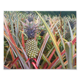 Pineapple Field, Pineapple, Photography Photo Print