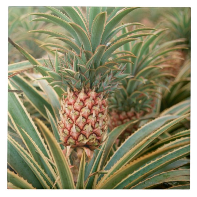 Pineapple Field Tile (Front)