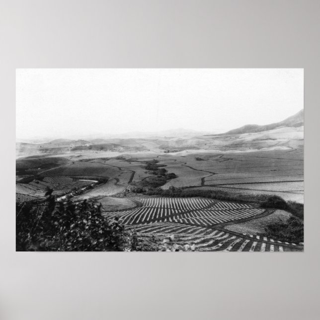 Pineapple Fields in Hawaii PhotographHawaii Poster (Front)