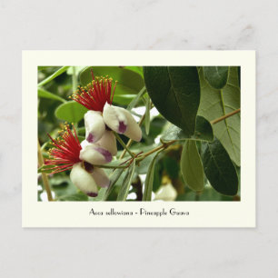 Pineapple Guava Collectable Postcard