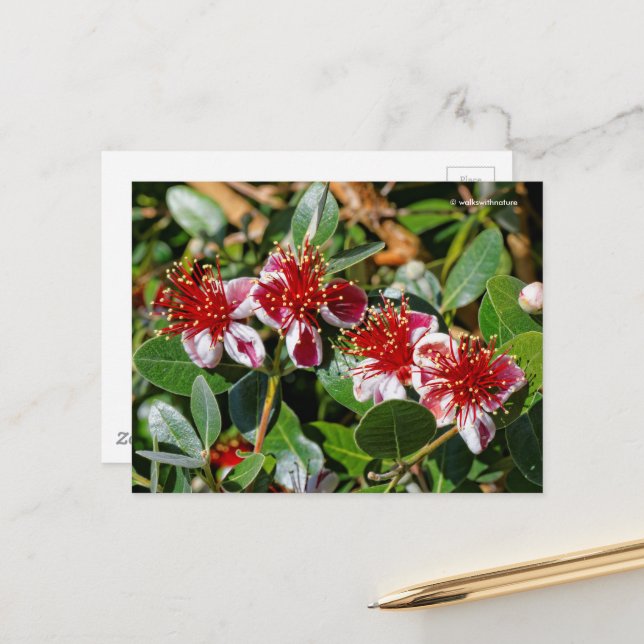 Pineapple Guava / Guavasteen / Feijoa Flowers Postcard (Front/Back In Situ)