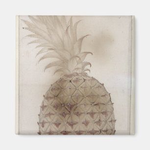 Pineapple, Magnet