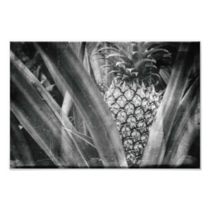 Pineapple Monochrome Leaves and Fruit Kitchen Photo Print