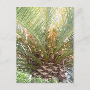 Pineapple Palm Poster Postcard