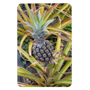 Pineapple Photo Magnet